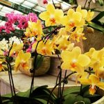 Lan hồ điệp vàng hợp với người mạng kim