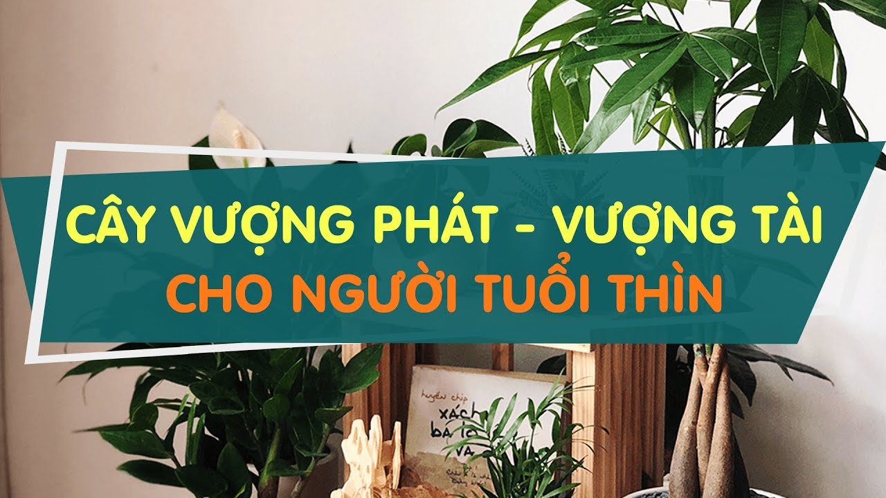Cây phong thủy cho người tuổi Thìn