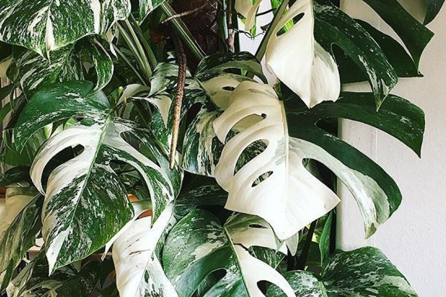 Monstera lá xẻ đột biến - Monstera Borsigiana Variegata Albo