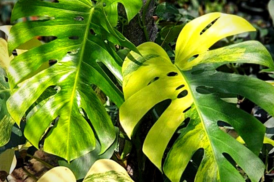 Monstera Deliciosa Aurea Variegata