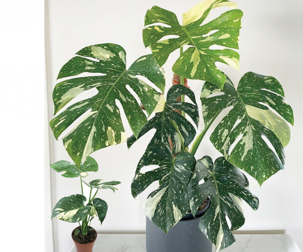Monstera Thai Constellation