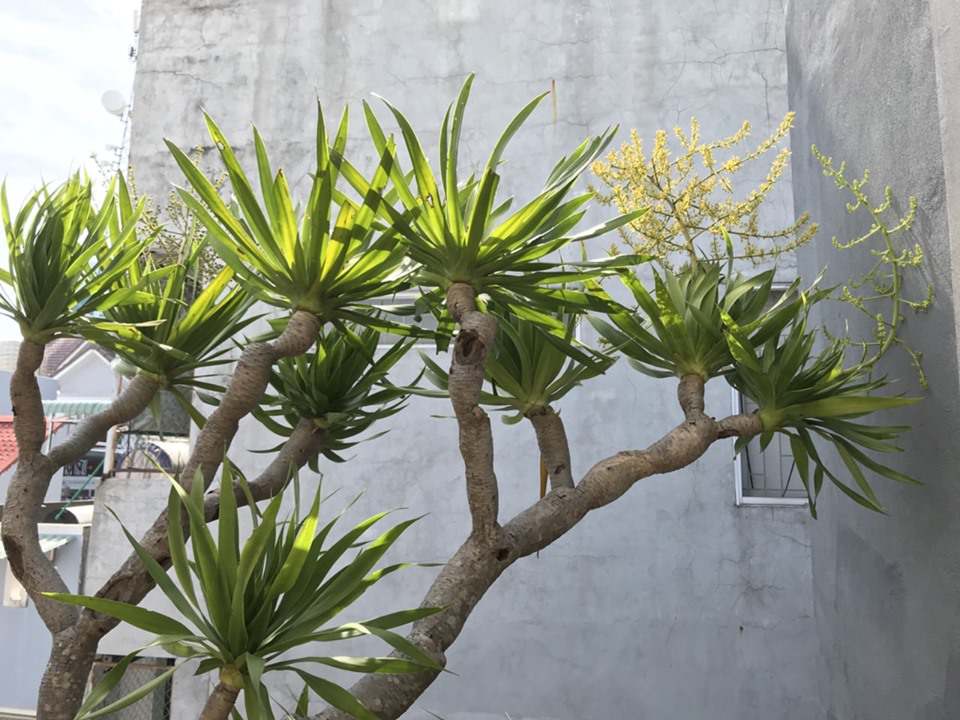 Cây phát tài núi