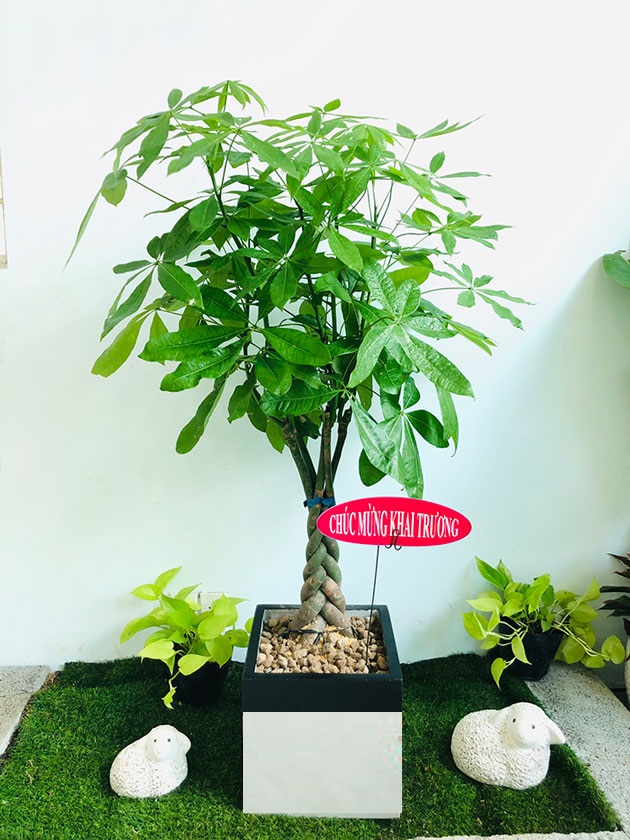Cây kim ngân tặng khai trương