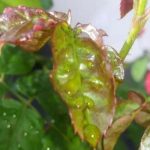 Bạn có thể sử dụng những loại thuốc đặc trị bọ trĩ hại cây mai