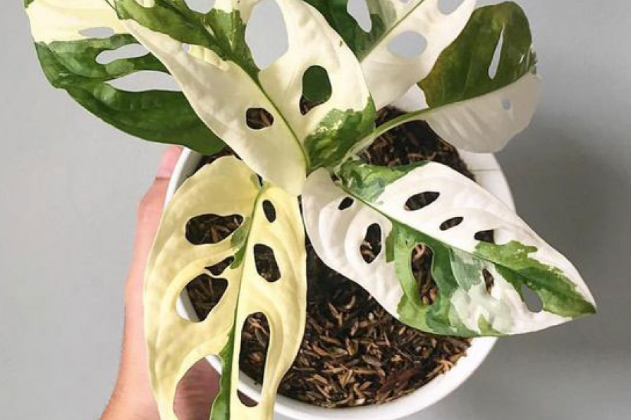 Monstera lá lỗ đột biến - Monstera Adansonii Variegated