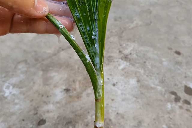 Trị rệp sáp bằng nước rửa chén
