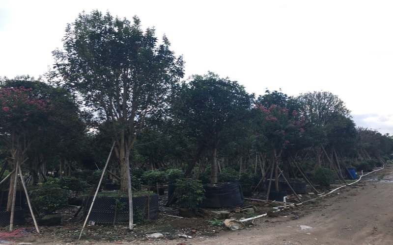 Cây mộc hương có ý nghĩa gì?