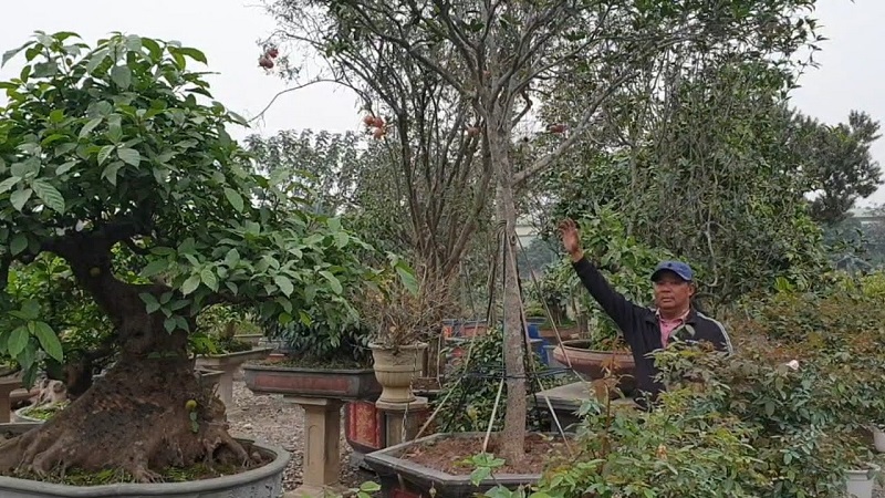 Mộc hương bonsai