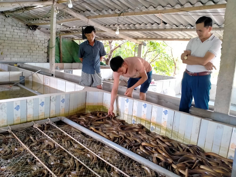 Mô hình nuôi lươn trong bể xi măng thu hơn 600 triệu đồng/năm