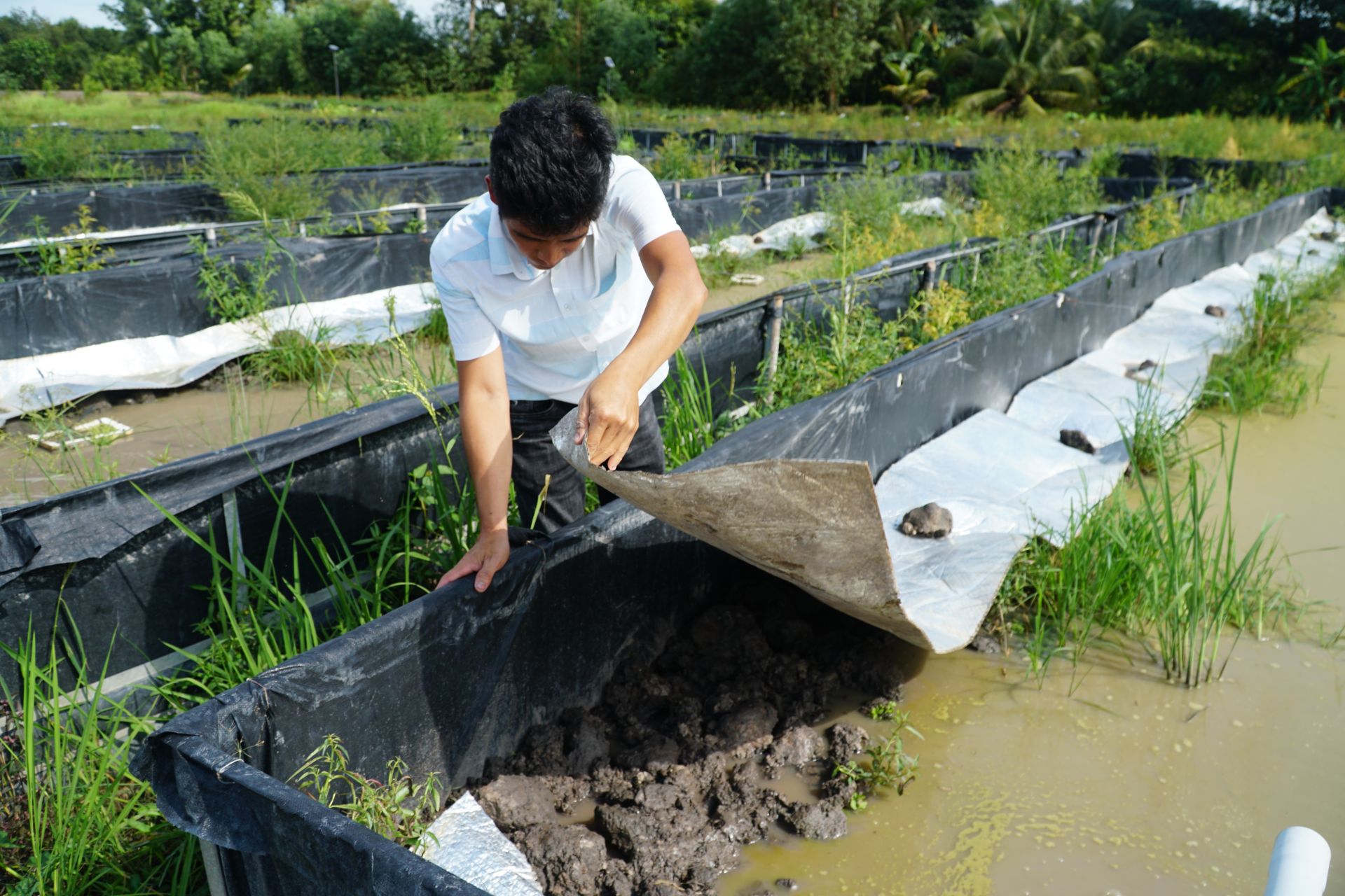 Nuôi lươn sinh sản thành công
