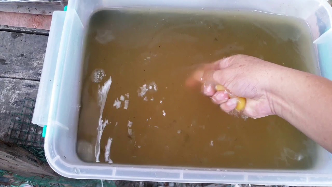 Guppy# Cách Tạo Bobo Không Cần Con Giống - YouTube