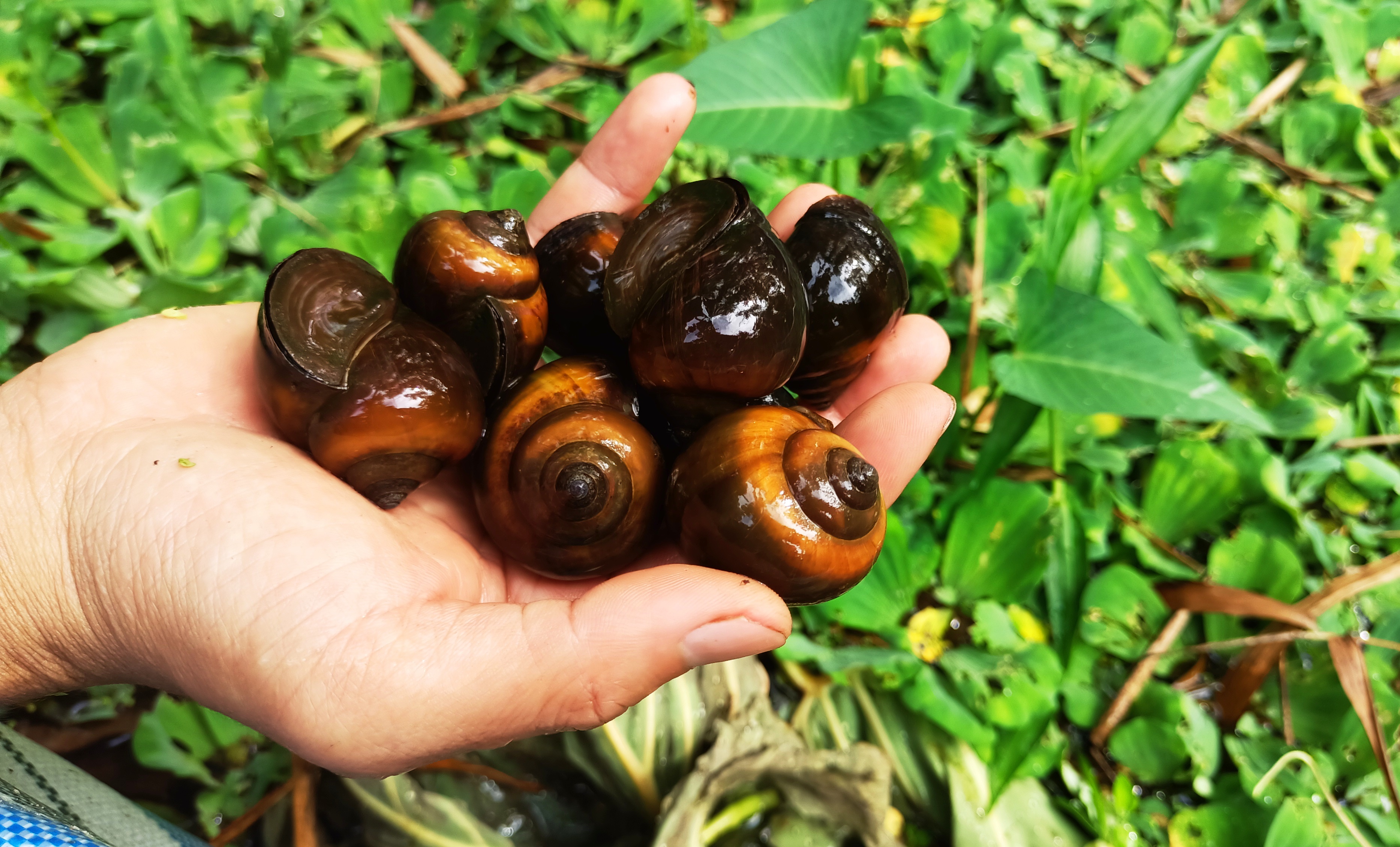 Kỹ sư công nghệ thông tin thành công nhờ nuôi ốc bươu đen