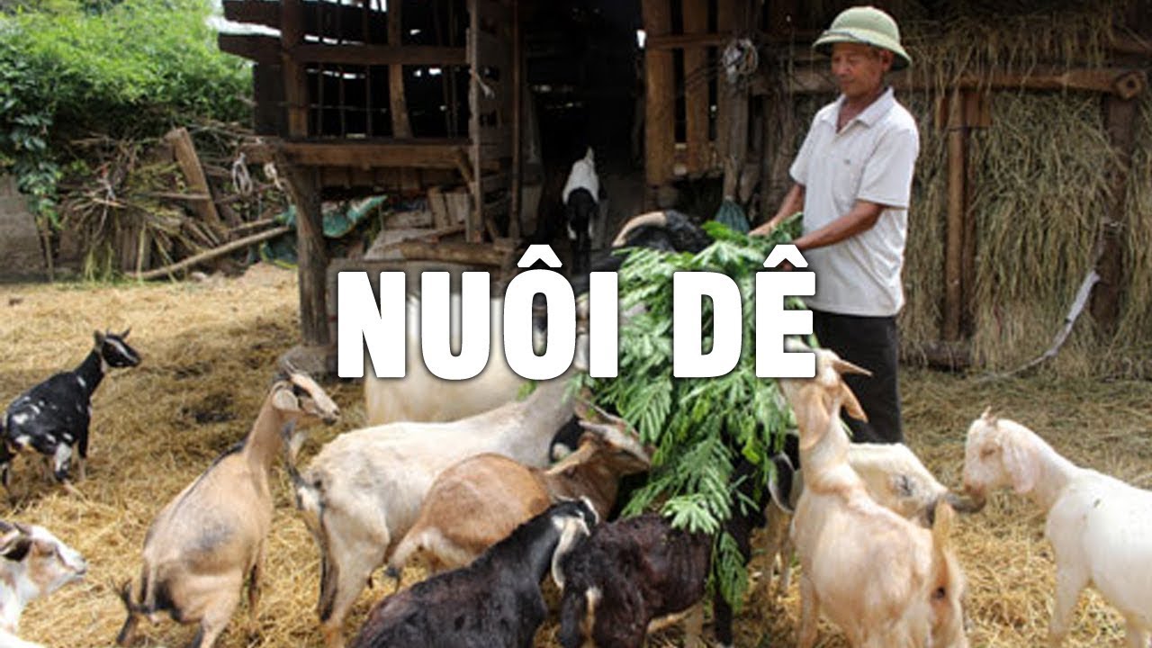 Đổi đời nhờ nuôi dê hộ gia đình thep phương pháp mới - YouTube