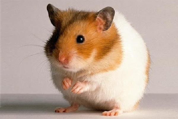 Kiến thức về chuột hamster, Giá bán bao nhiêu, nuôi thế nào?