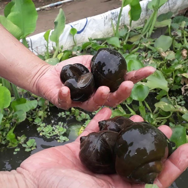 5 loại thức ăn cho ốc bươu đen nhanh lớn và ít bệnh