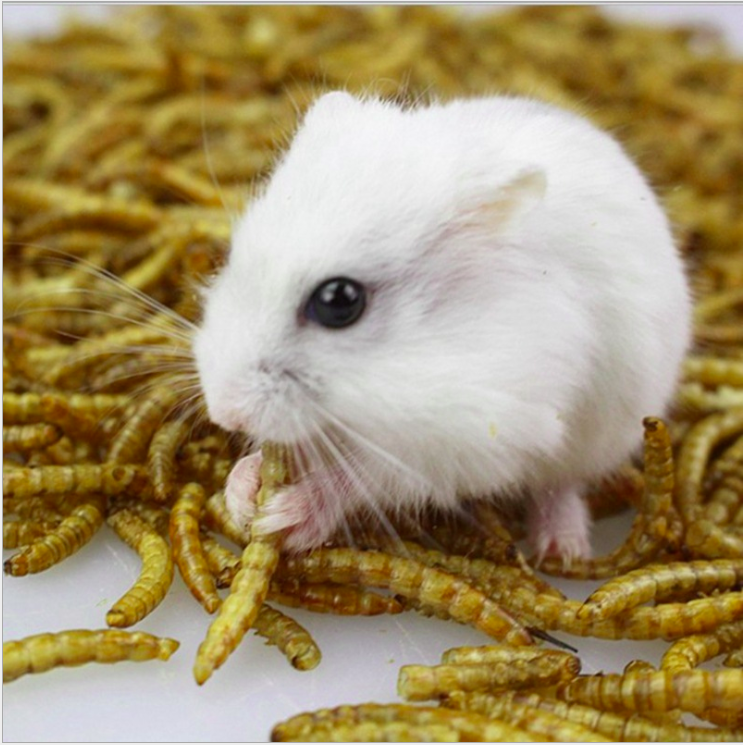 Hướng dẫn chi tiết cách nuôi chuột Hamster cho người mới bắt đầu. - Đồ  Chơi, Phụ Kiện, Thức Ăn Hamster