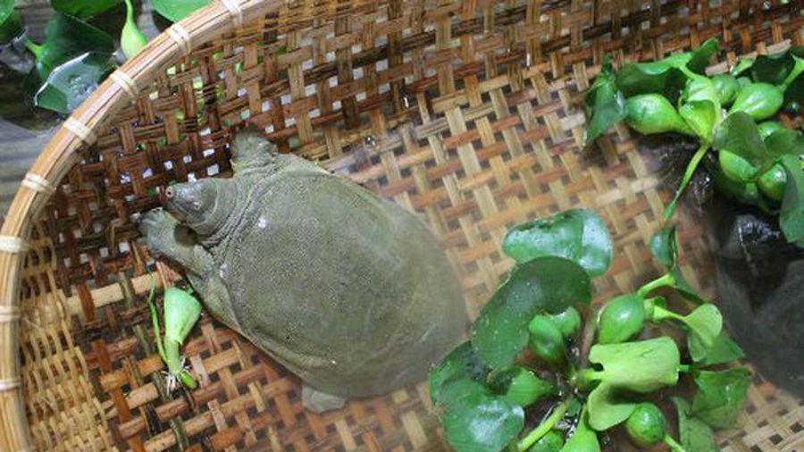Thú vị mô hình nuôi ba ba trong bể xi măng lời gấp 10 lần - Agri.vn
