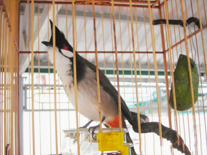 Cách nuôi chim chào mào khỏe mạnh, hót hay đúng kỹ thuật