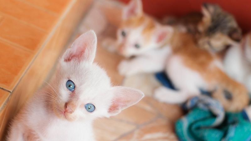 Hình ảnh mèo con dễ thương, đáng yêu