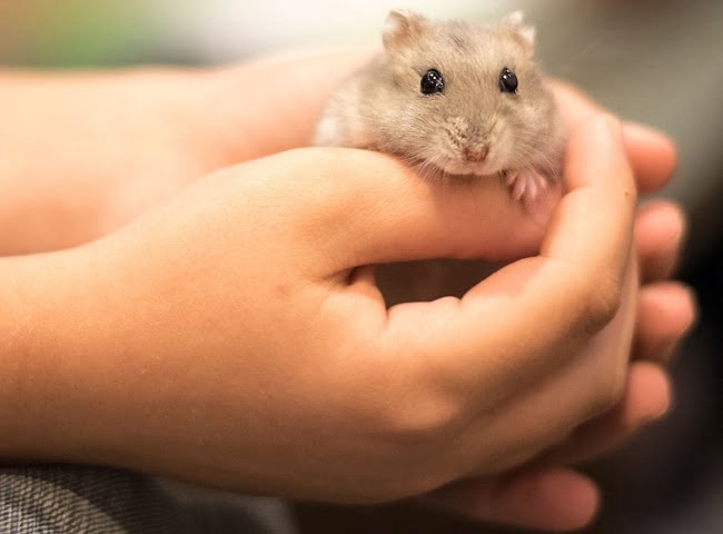 9 Loại Chi Phí Nuôi Chuột Hamster - Các Lưu Ý Khi Nuôi Hamster -  Thichthucung.com