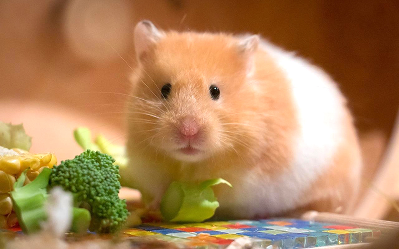 Điều trị bệnh thường gặp cho hamster