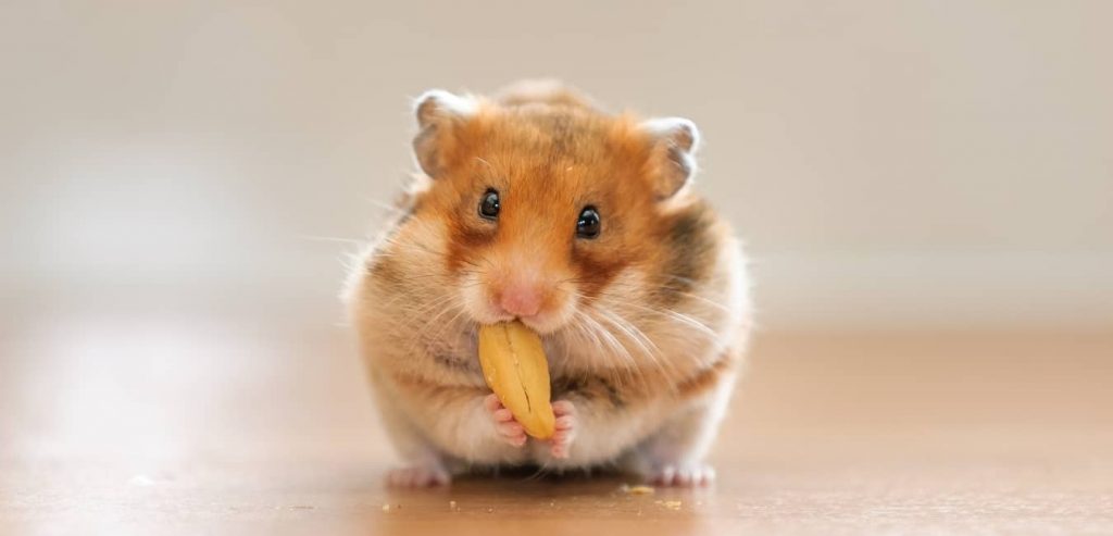 Cách Nuôi Chuột Hamster Nhanh Lớn - Mew Pet Shop