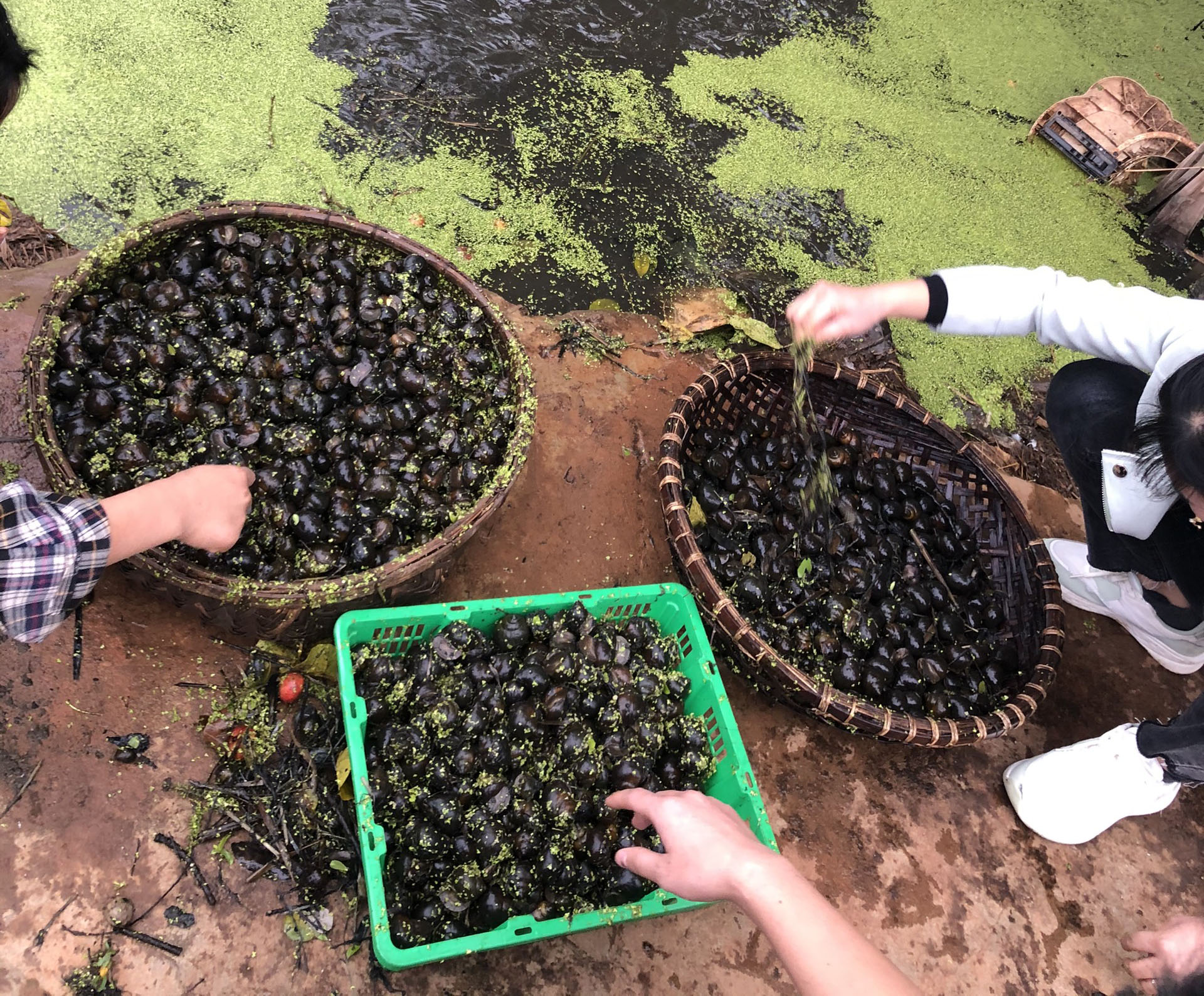 Kỹ thuật nuôi Ốc nhồi trong bể, ao đất và lót bạt