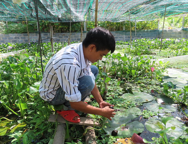 Khởi nghiệp từ... ốc bươu đen - Báo Quảng Bình điện tử