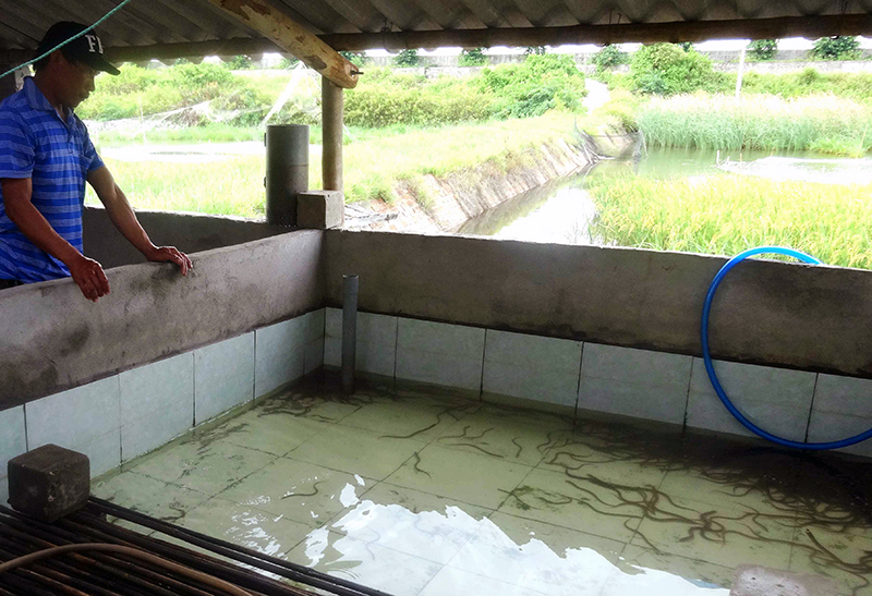 Nuôi lươn không bùn: Một hướng làm ăn mới ở Quảng Yên - Báo Quảng Ninh điện  tử