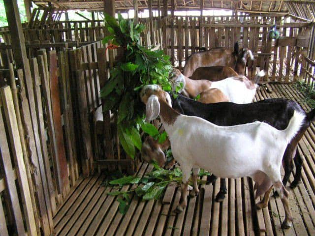 Nuôi dê: Hướng dẫn kỹ thuật cơ bản | Farmvina Nông Nghiệp