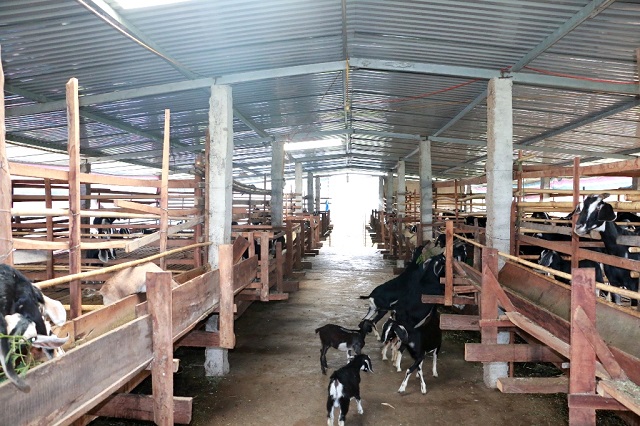 Học Kỹ Thuật Nuôi Dê Nhốt Chuồng Cơ Bản Nhất - Agri.vn