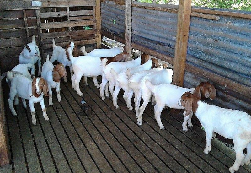 Kỹ thuật nuôi dê sinh sản nhốt chuồng. Làm chuồng nuôi dế sinh sản