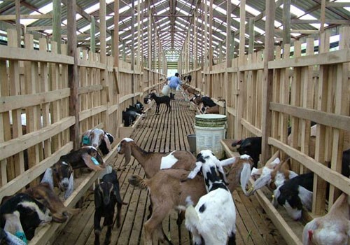 Kỹ thuật nuôi dê thịt hiệu quả | Kỹ thuật nuôi trồng