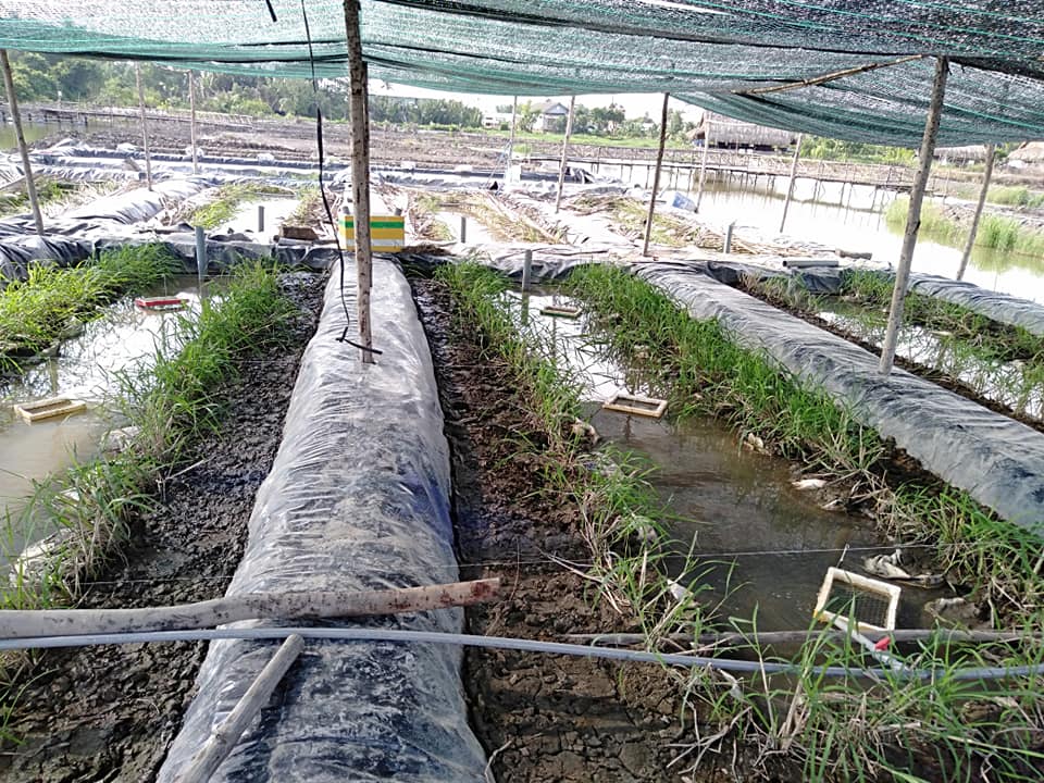 Kỹ thuật nuôi lươn trong ao đất - trại cá giống nước ngọt Quang Nguyên