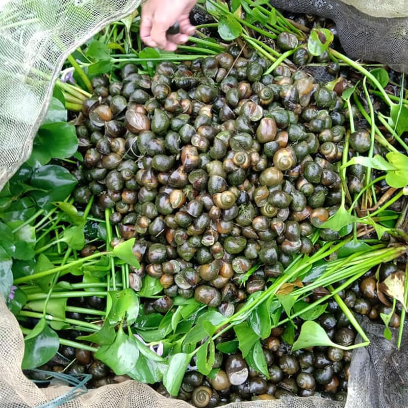 Bí quyết & Kỹ thuật nuôi ốc bươu đen thương phẩm