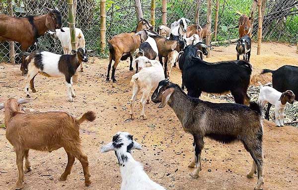 Kỹ thuật nuôi Dê nhốt chuồng - nhanh lớn - ít bệnh tật