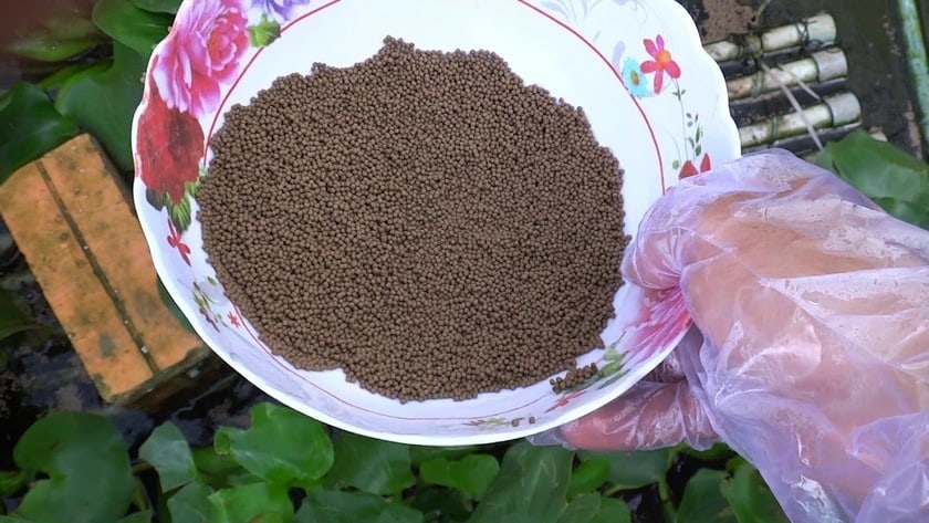 Thức ăn công nghiệp cho lươn