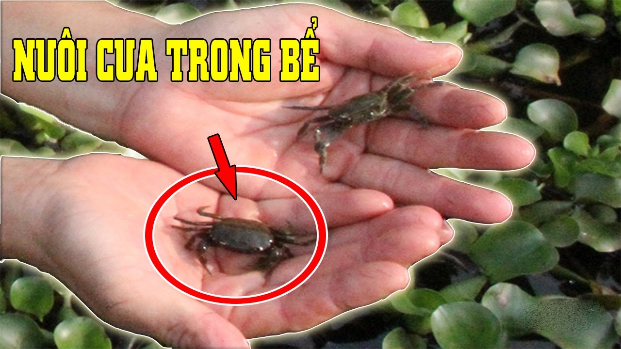 NUÔI CUA ĐỒNG TRONG BỂ XI MĂNG NHÀ NÔNG LÀM GIÀU BỀN VỮNG - YouTube