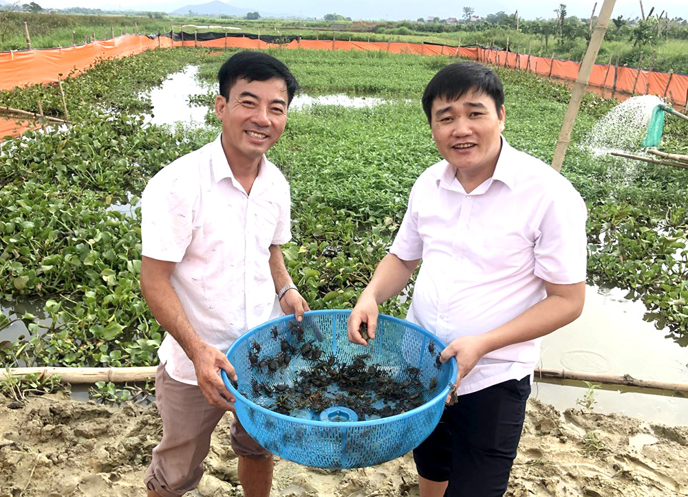 Kết quả mô hình “Nuôi cua đồng trong ruộng lúa sau thu hoạch” ở Phú Thọ