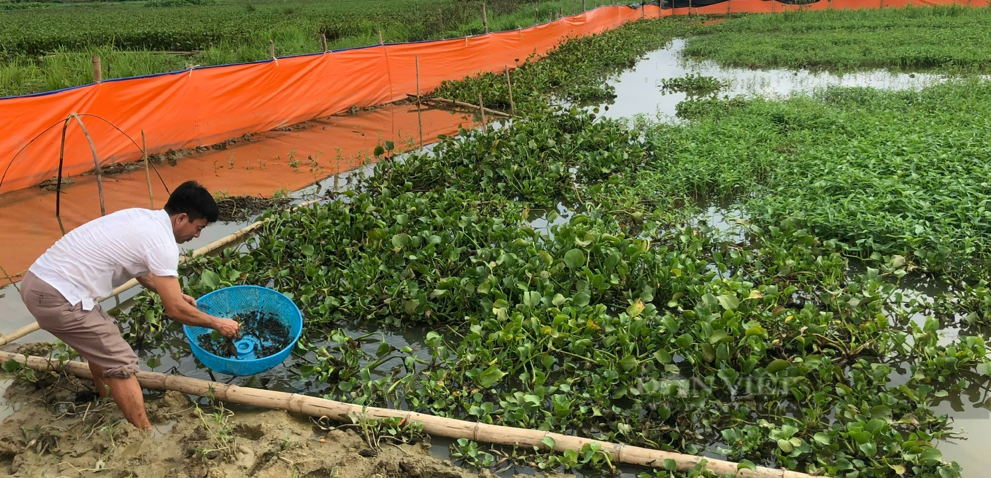Nuôi cua đồng trong ruộng lúa, nông dân Phú Thọ bắt hàng tạ, bán đắt như  tôm tươi