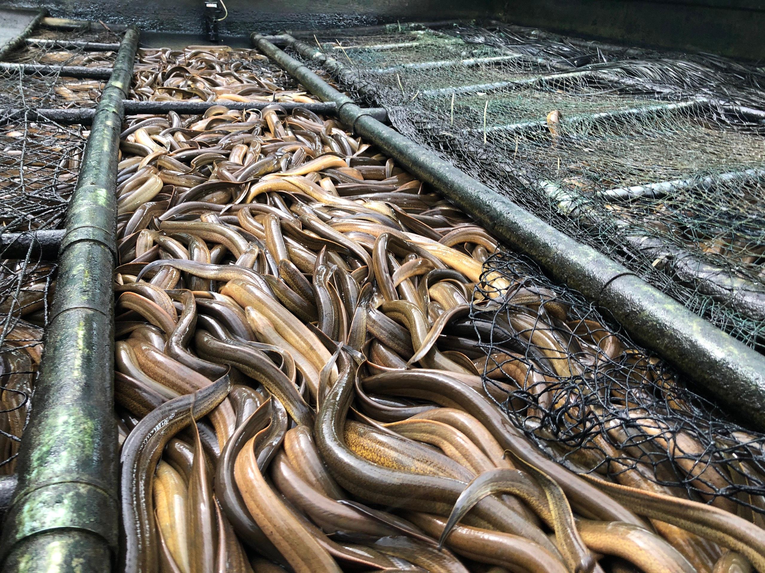 Nuôi lươn không bùn thu lãi hàng trăm triệu mỗi năm