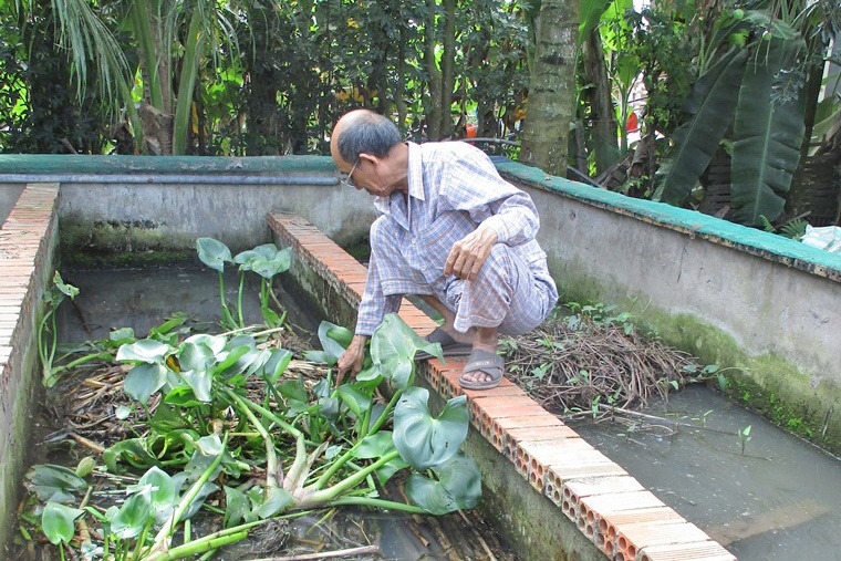 Đồng Tháp: Nuôi lươn trong bể xi măng cho lãi cao