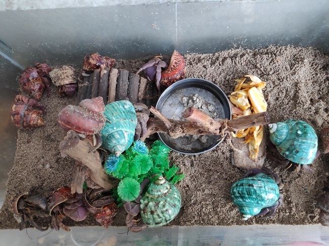 ốc mượn hồn 