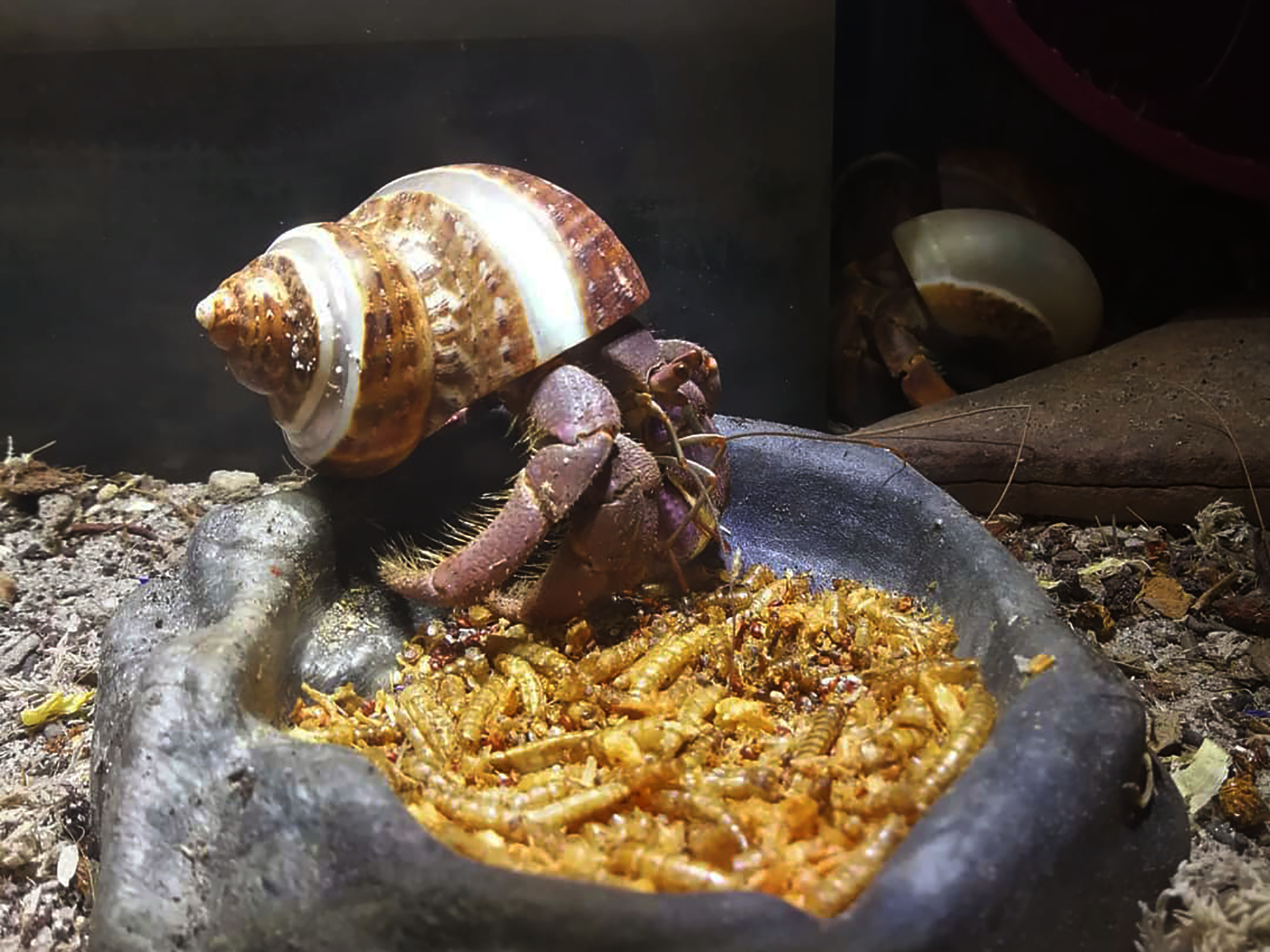 ỐC MƯỢN HỒN ĂN GÌ - DẠO BƯỚC