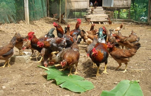 Lưu ý quan trọng trong nuôi gà sinh học thả vườn