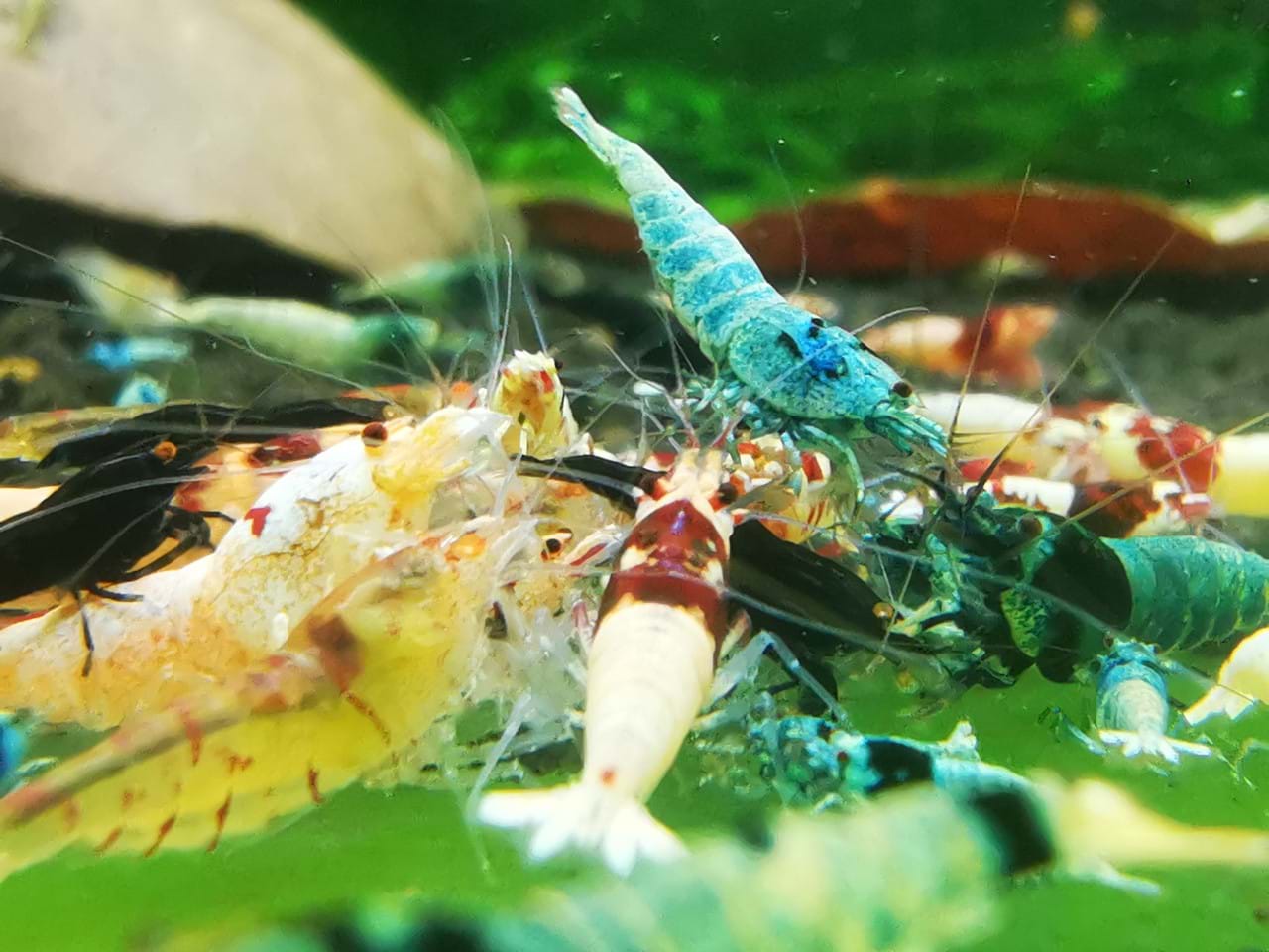 Cách Nuôi Tép Màu Nên Biết Để Lên Màu Đẹp Và Ít Bị Chết Nhất
