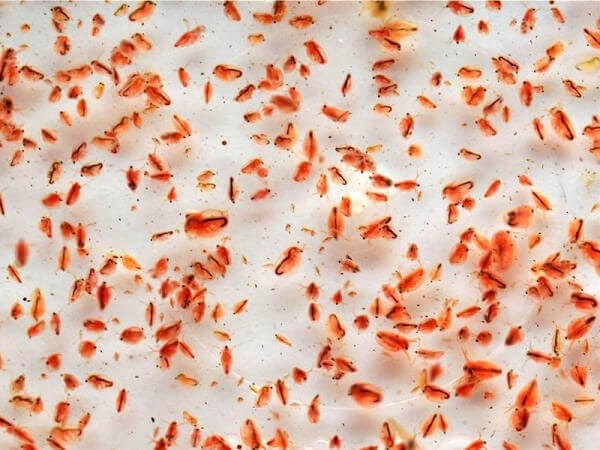 Ứng Dụng EM Aqua Trong Xử Lý Nước Nuôi Bobo (Trứng Nước, Moina) • TSTC 2023