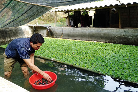 Kỹ thuật nuôi ốc nhồi thương phẩm | Báo Dân tộc và Phát triển