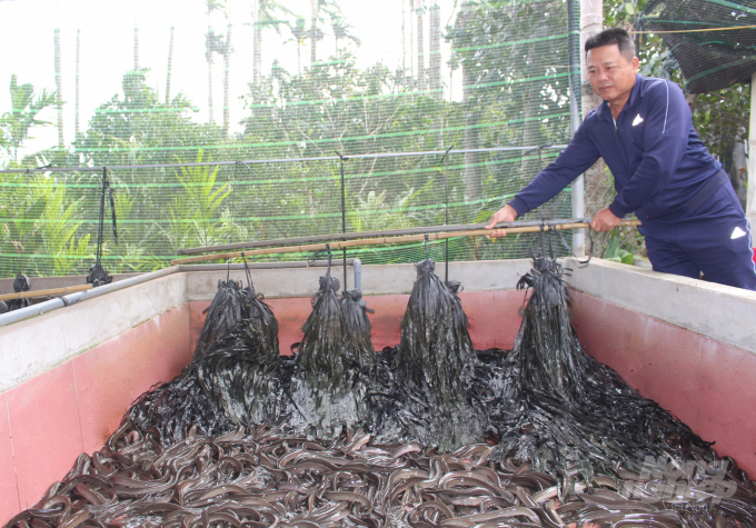Nuôi lươn giống chuẩn, nước sạch, hiệu quả cao