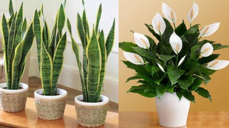 Những loại cây có công dụng lọc không khí trong nhà
